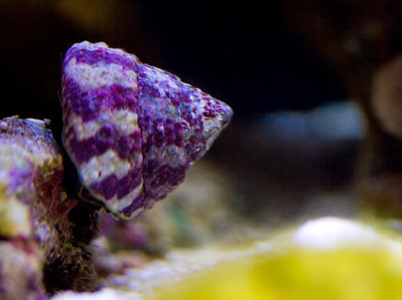 Caracol Turbo de Bandas