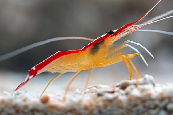 Lysmata amboinensis