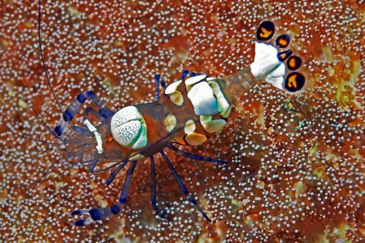 Periclimenes Brevicarpalis