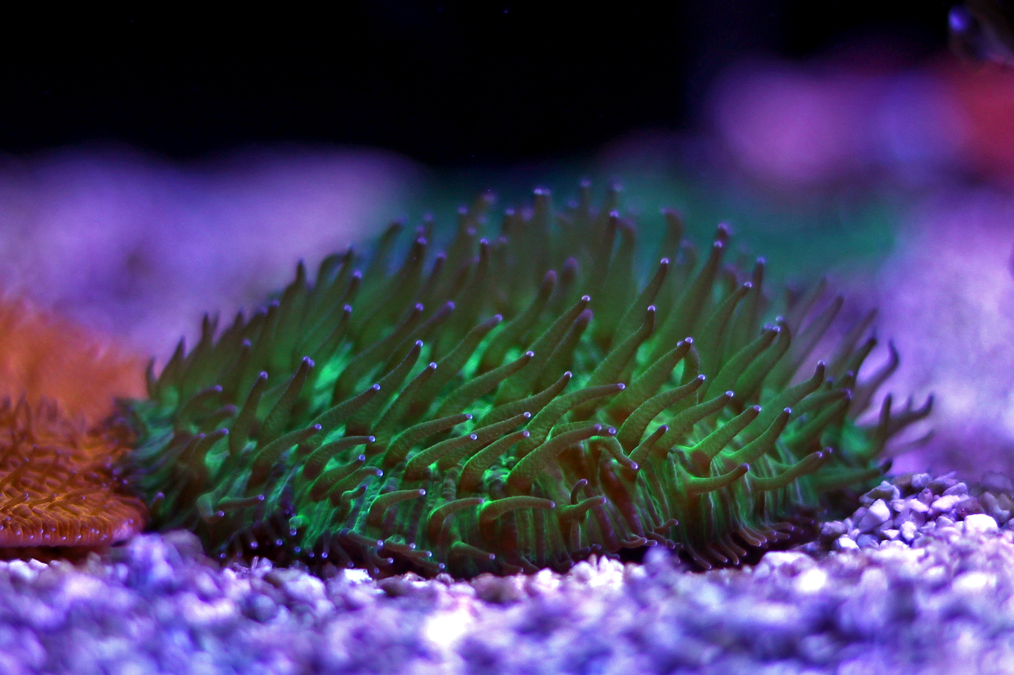Fungia Green
