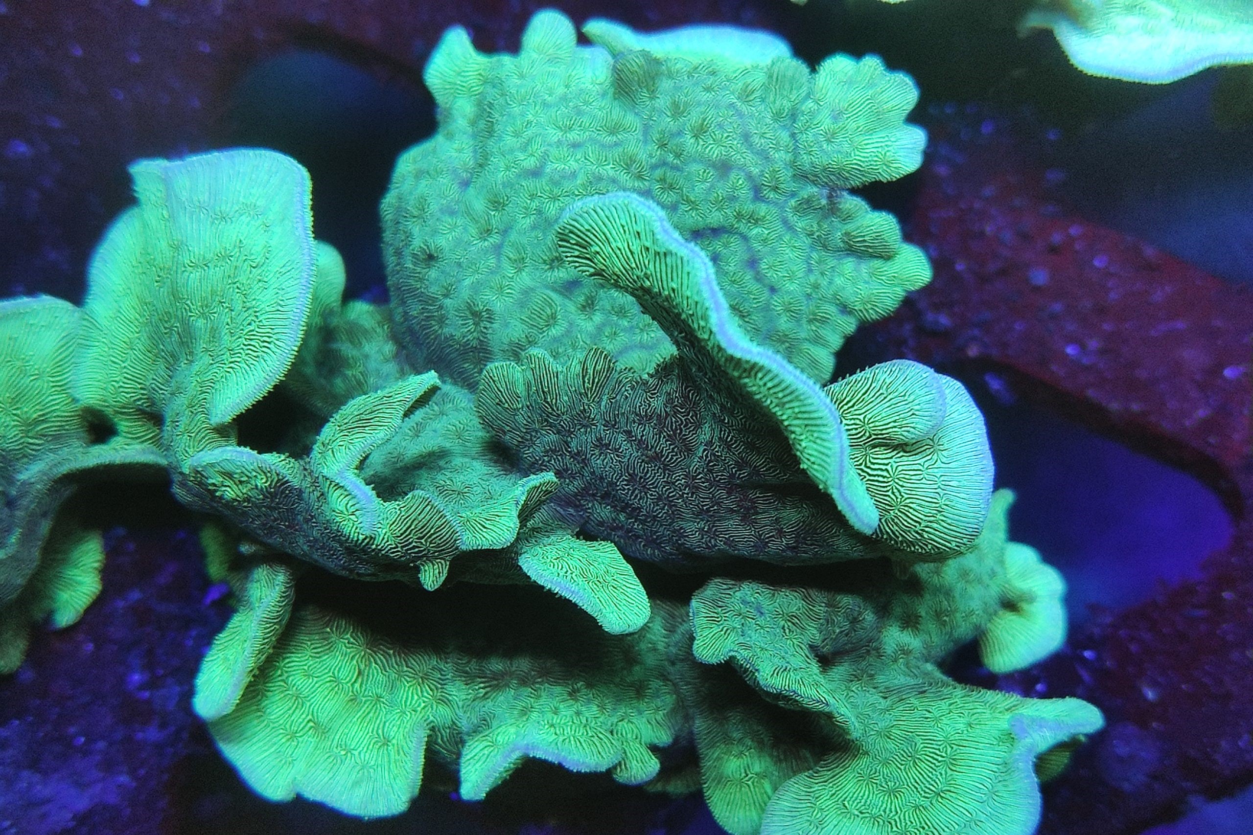 Pavona Verde