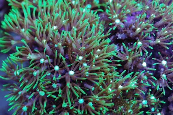 Pachyclavularia Violácea