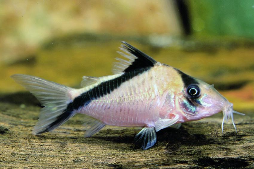Hoplisoma Melini (Ex Coridora Melini)