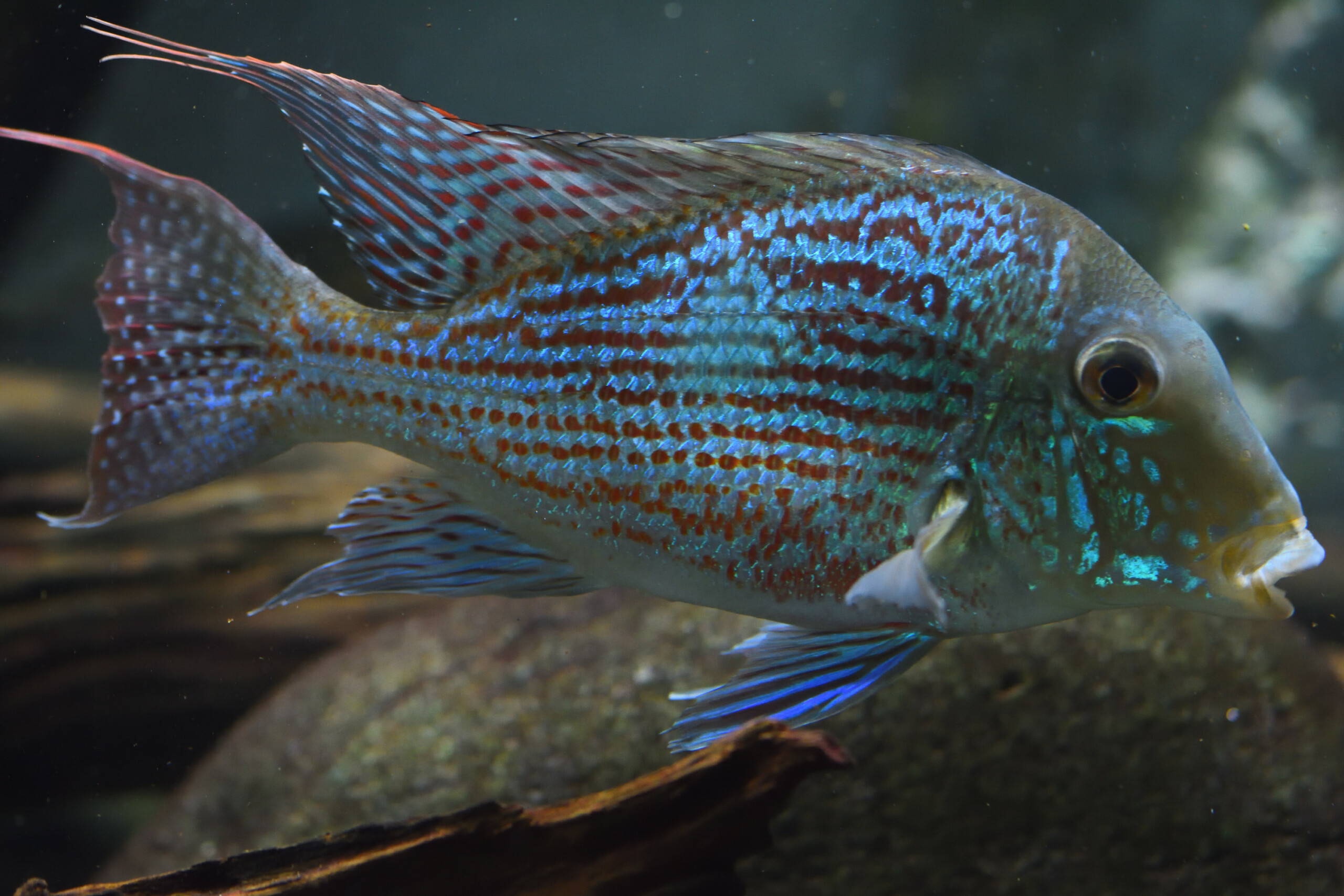 Geophagus Sveni