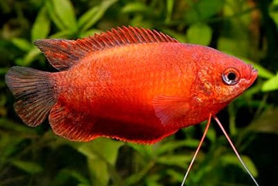 Colisa Súper Red