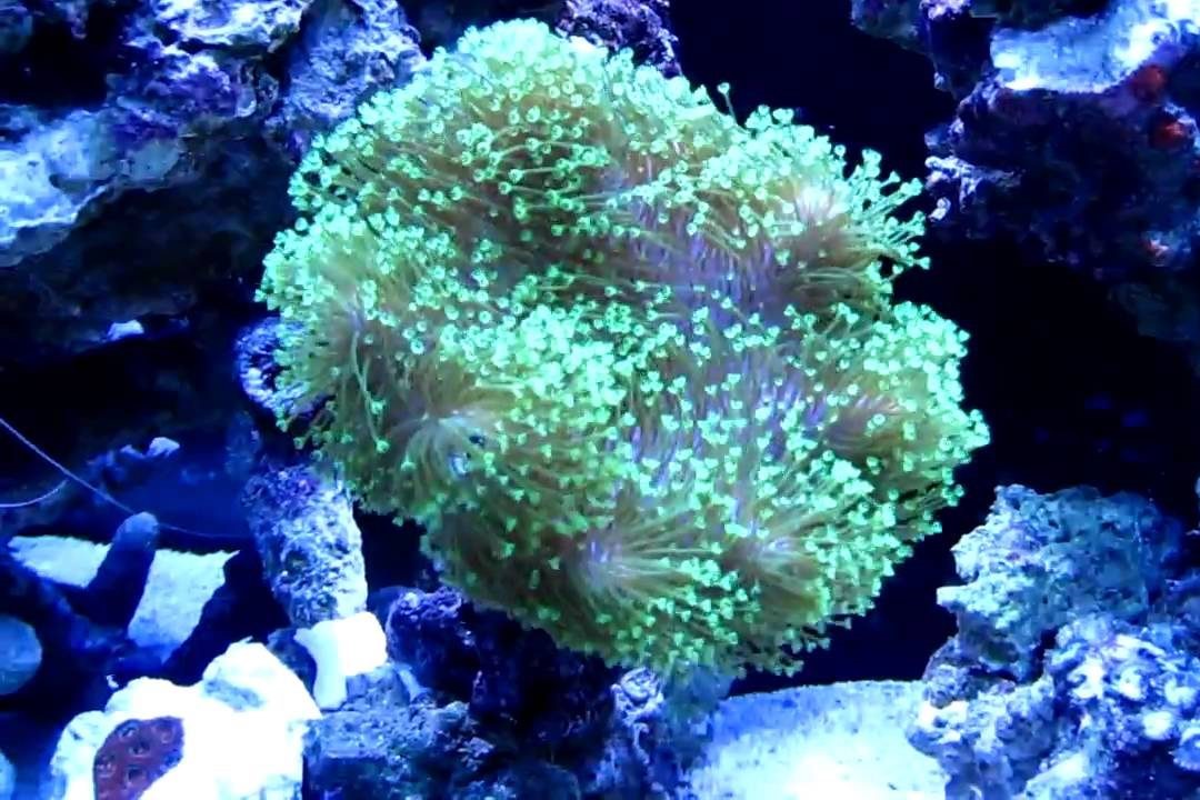 Sarcophyton Verde