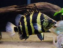 Pez Tigre de Borneo