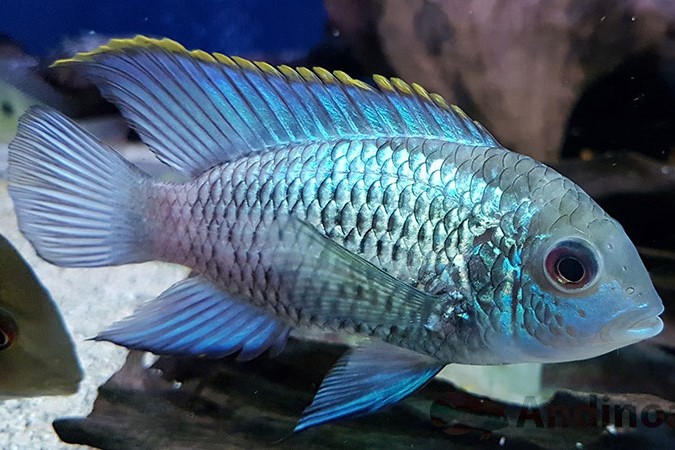 Andinoacara Electric Blue 