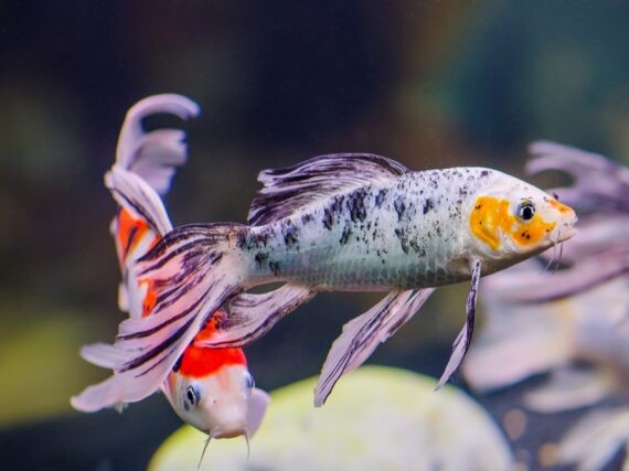 Carpa Koi Velífera