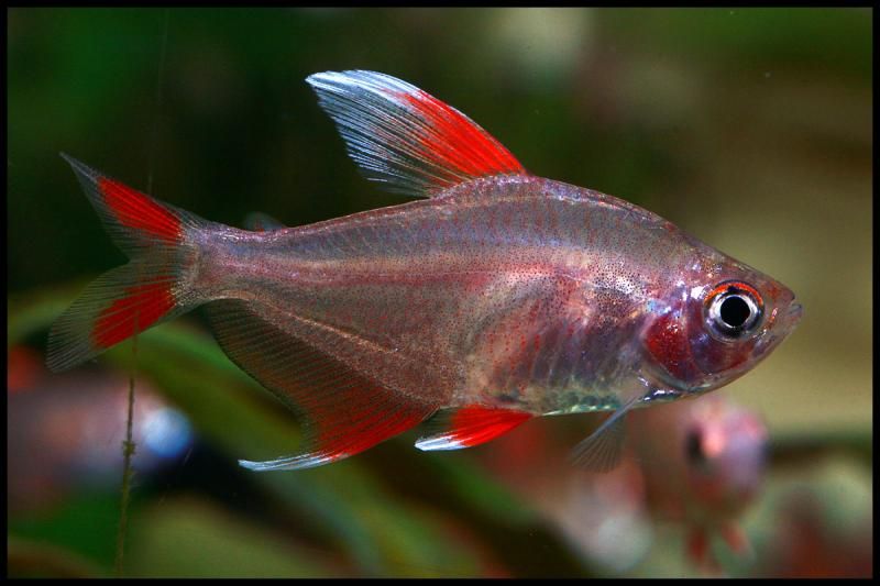 Tetra Bentosi