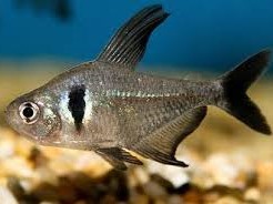 Tetra Black Phantom