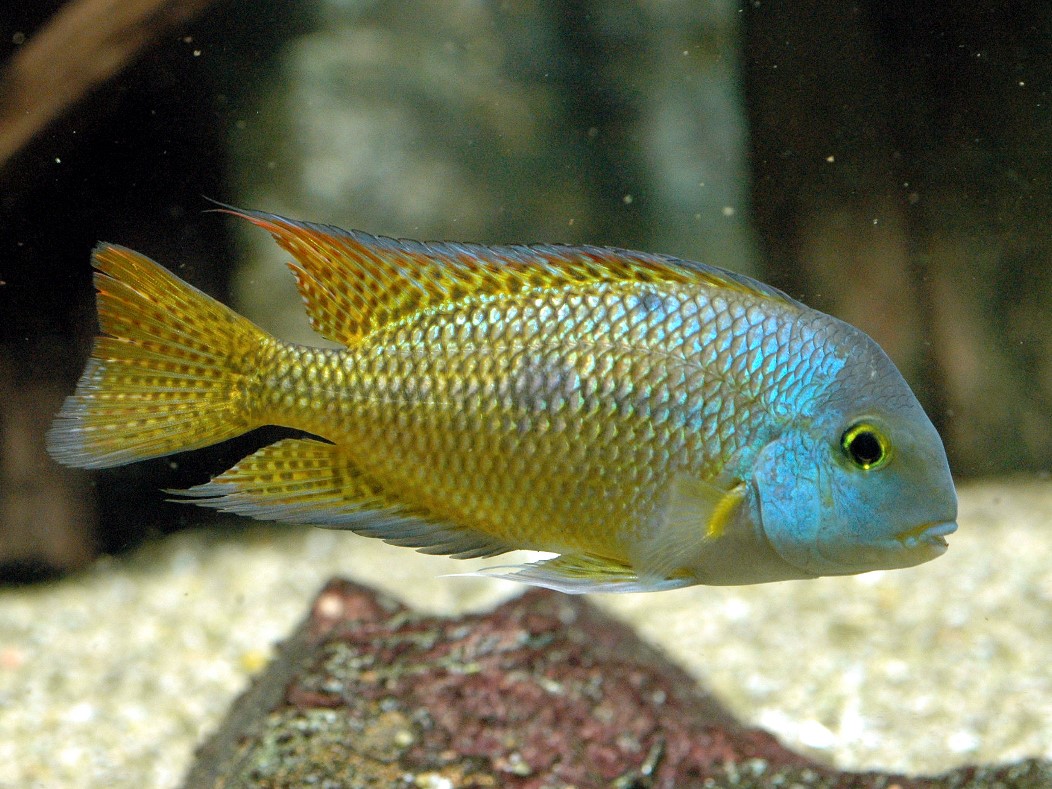 Cíclido Nicaraguensis