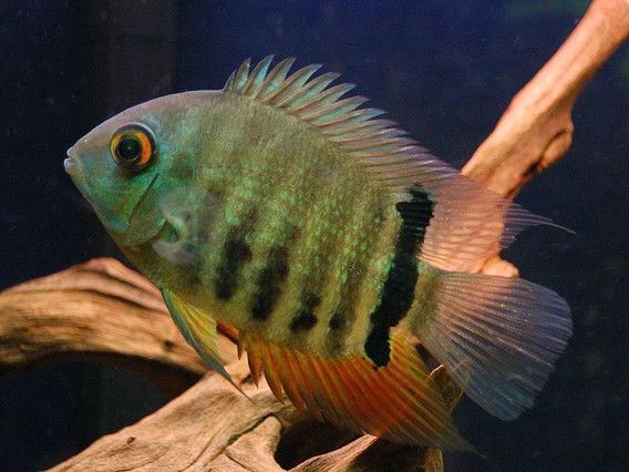 Severum