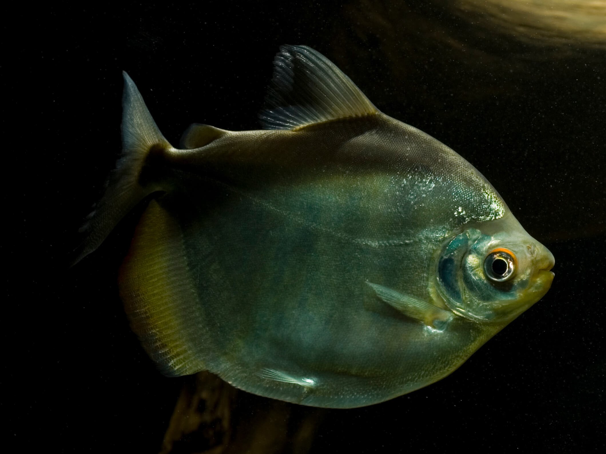 Pacu Reloj