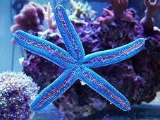 Estrella Azul