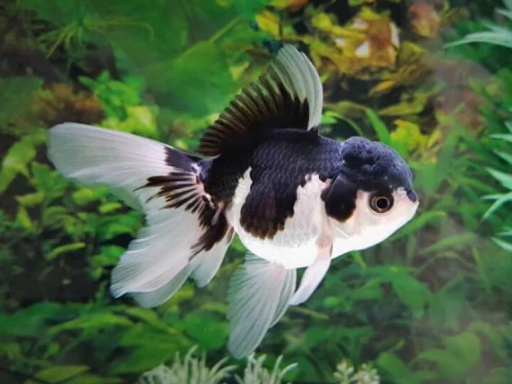 Oranda Panda Seleccion
