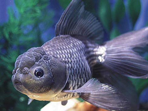 Oranda Iron