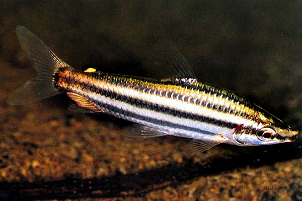Boguita Rayada
