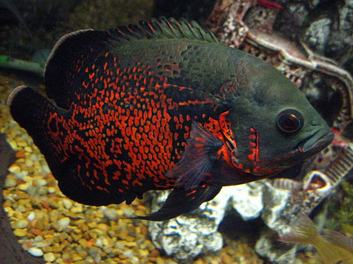 Astronotus Black Nemo