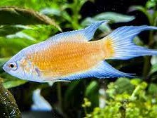 Macropodus Fire & Ice