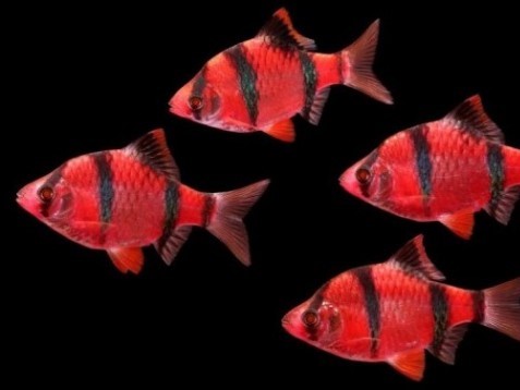 Barbus Red Startfire