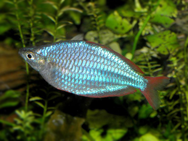 Melanotaenia Precox XL