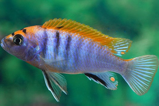 Labidocromis Hongi Super Red Top