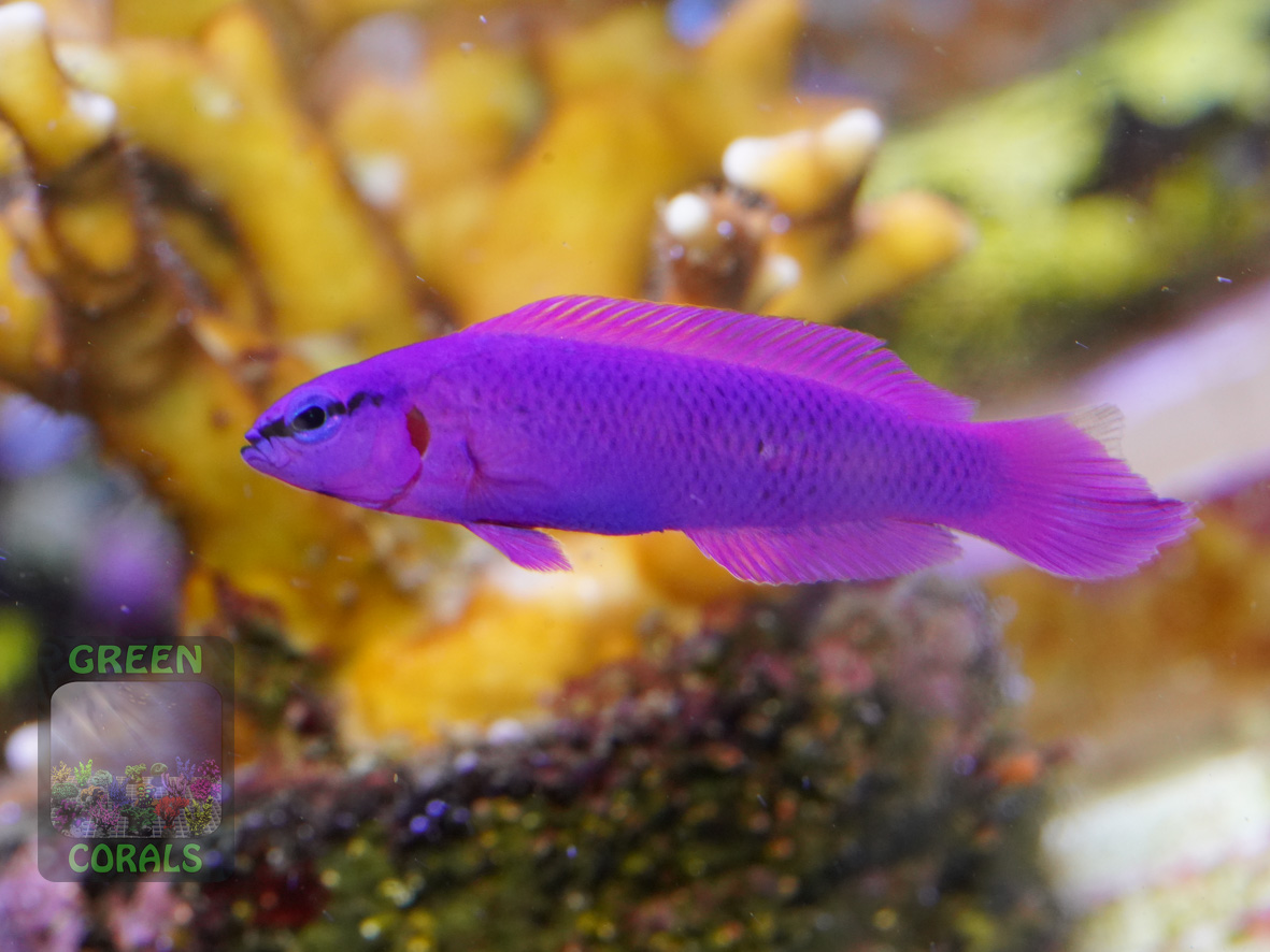 Pseudochromis fridmani