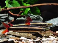 Anostomus de lìneas negras