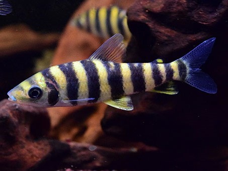 Boguita Rayas amarillas