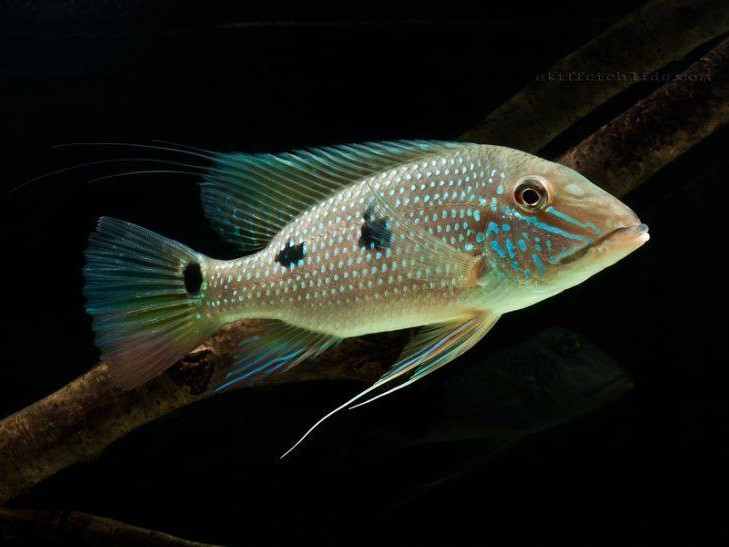 Geophagus Daemon