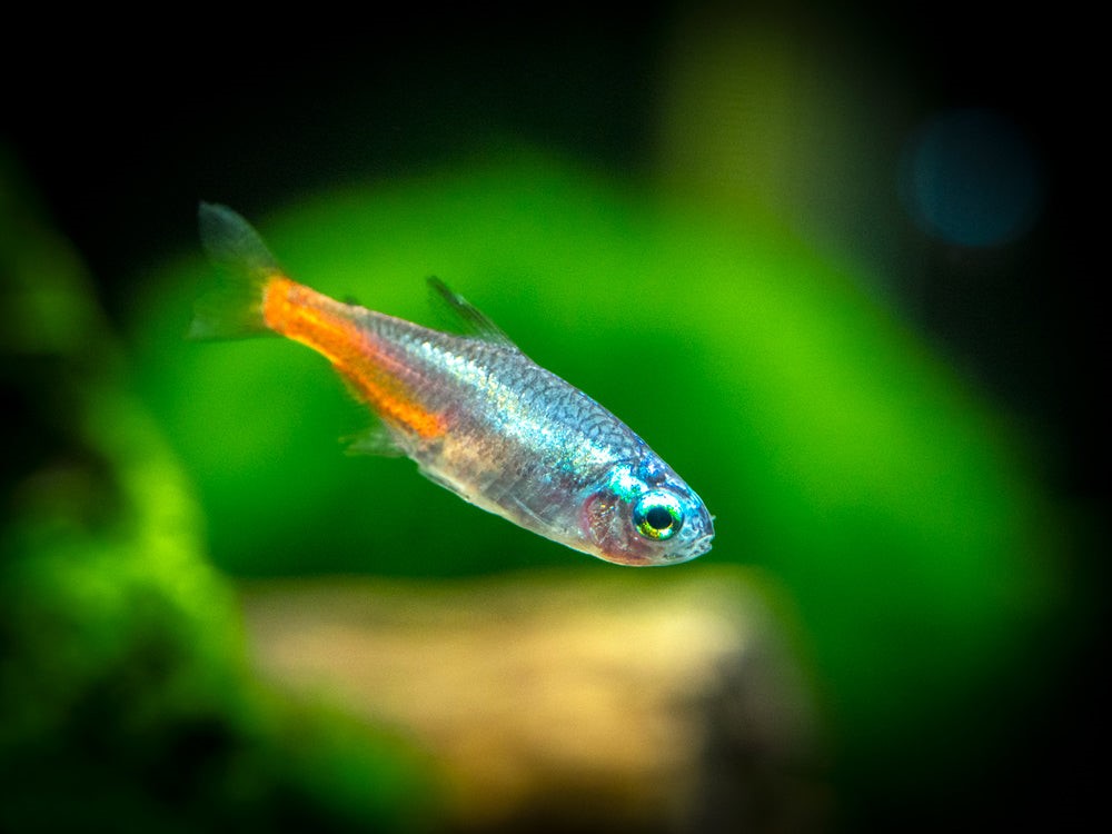 Tetra Neón Blue Head