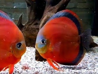 Discus San Merah Black Rim