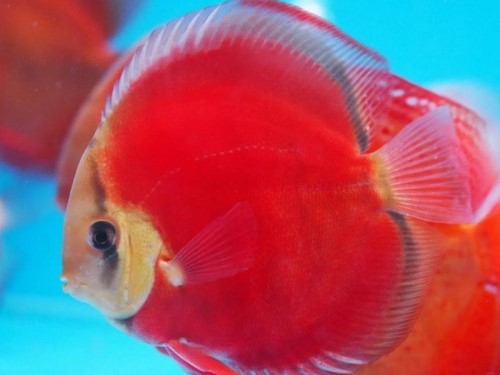 Discus san merah