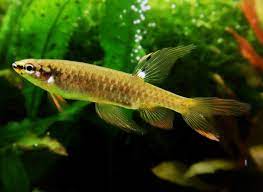 Copella Arnoldi