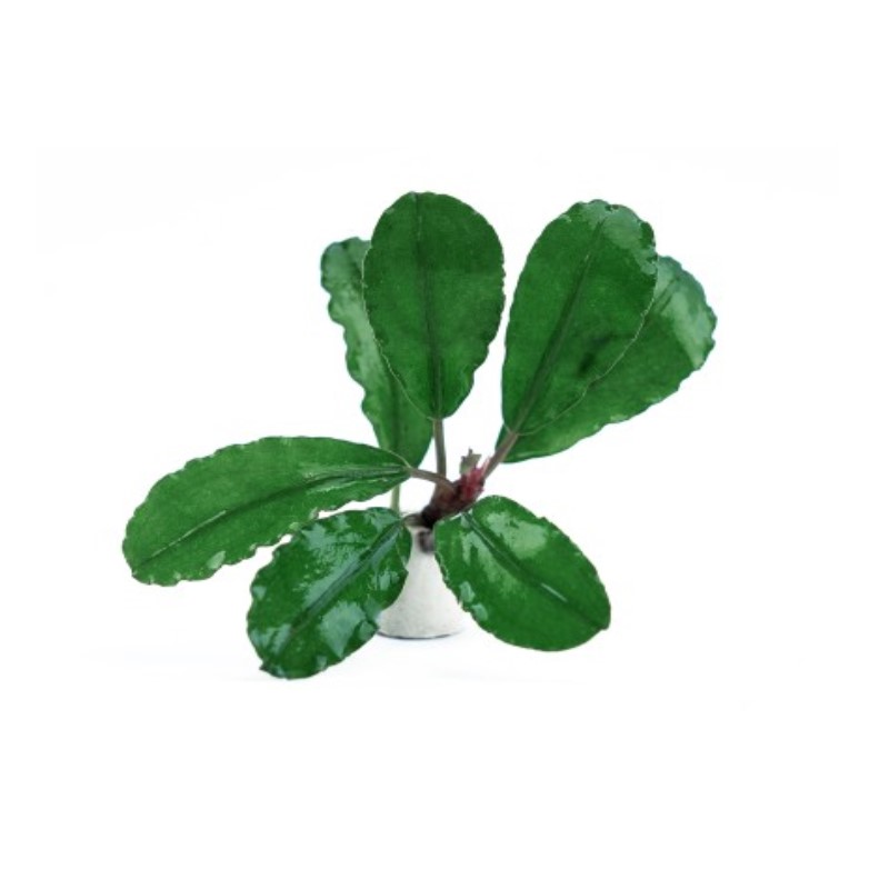 Bucephalandra Deep Blue