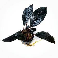 BUCEPHALANDRA SKELETON KING B9