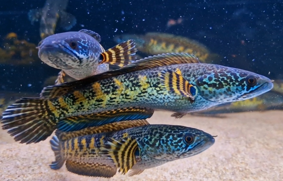 Channa Aurantimaculata