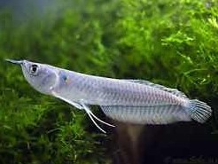 Arowana Silver 30cm