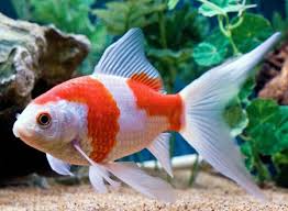 Carassius sarasa