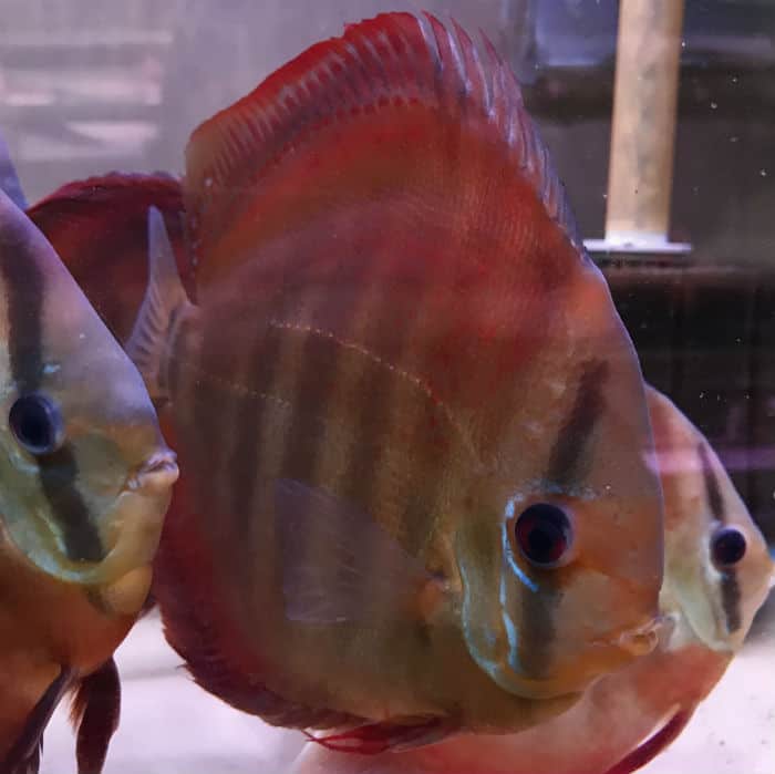 Discus Red Rose