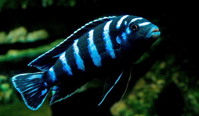 Pseudotropheus Demasoni