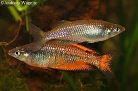 Melanotaenia Parkinsoni