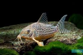 Brochis haraldschultzi (Ex Corydoras haraldschultzi)