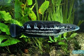 Channa diplogramma