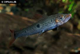 Pseudanos winterbottomi