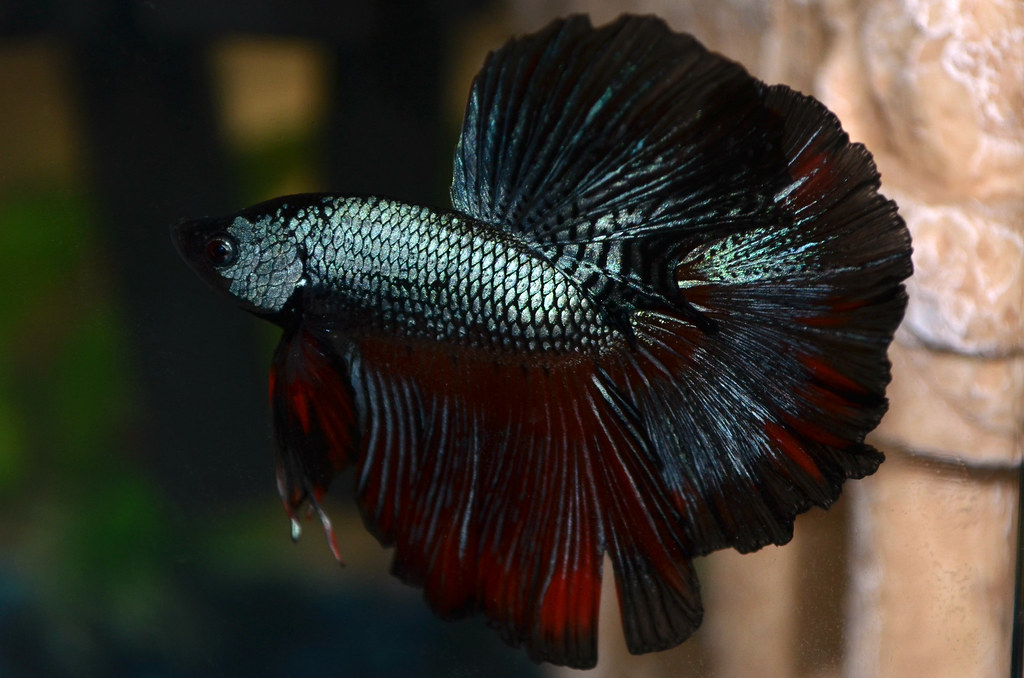 Betta Dragon HM