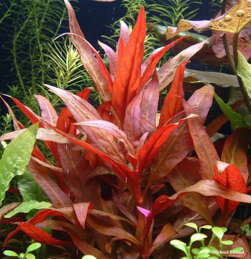 Alternanthera Reinekii Rosaefolia