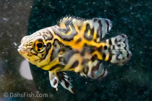 Astronotus Mikoljii
