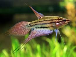Trichopsis Vittata